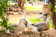 White and Brown Duck on Brown Ground
