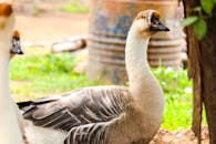 Brown and White Duck on Green Grass