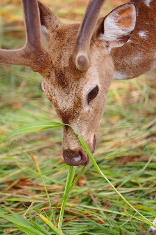 A Brown Deer Eating Green Grass