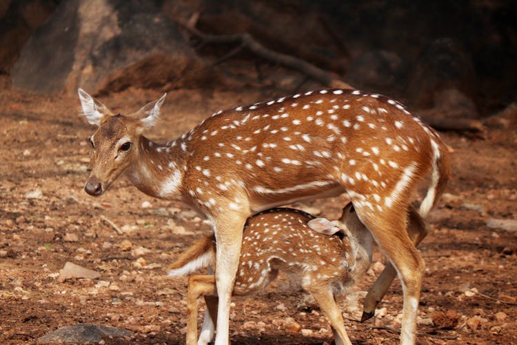 A Sri Lankan Axis Deer Nursing Her Fawn