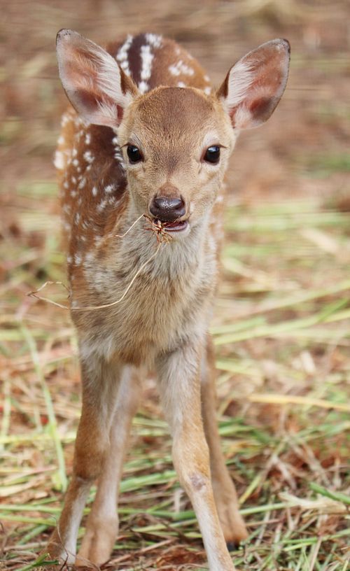 Fawn Inages Tan Fawn in Grassy Area · Free Stock Photo