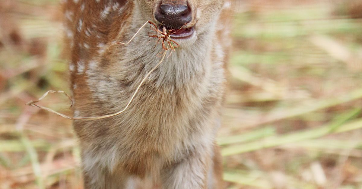 Rescate de una cría de venado en el desvío a San Vicente pone en valor la acción ciudadana y la protección de la fauna Rescate de una cría de venado en el desvío a San Vicente pone en valor la acción ciudadana y la protección de la fauna
