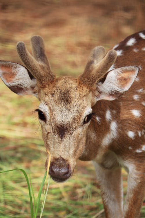Close Up Photo of a Sika Deer