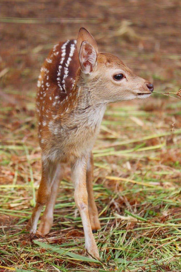 A Brown Fawn Eating Grass