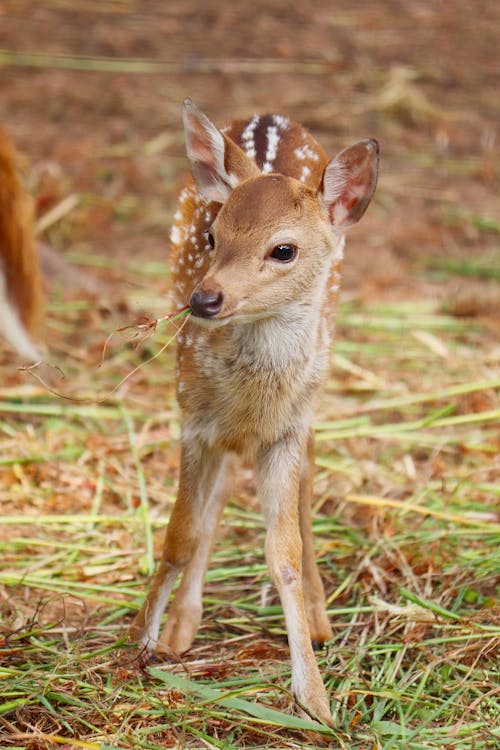 fallow deer offspring