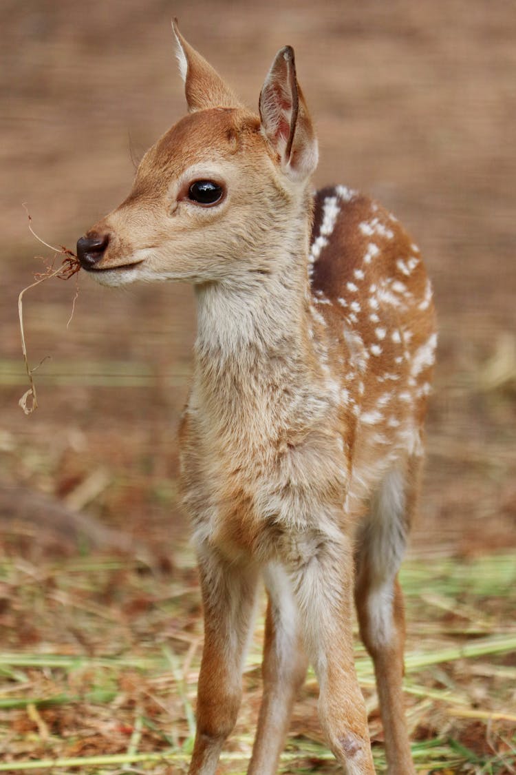 A Brown Fawn Eating Grass