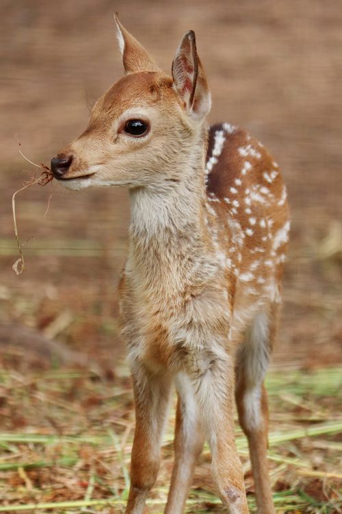 Free A cute Sri Lankan axis deer fawn grazing in a natural setting in Hyderabad, India. Stock Photo