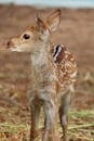 Brown and White Spotted Deer on Brown Grass Field