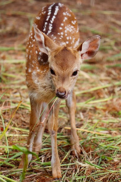 Free Close-up of a young spotted deer fawn, Hyderabad, India. Stock Photo
