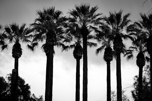 Free Palm Trees at Dusk Stock Photo