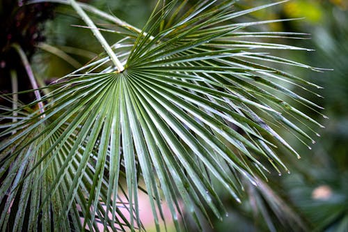 Gratis stockfoto met blad, boom, buiten