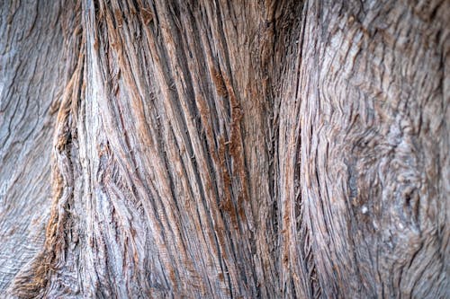 Brown and Dry Wood Trunk