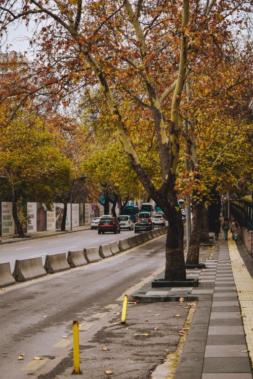 Free Serene autumn street with trees and parked cars, capturing the essence of urban tranquility. Stock Photo