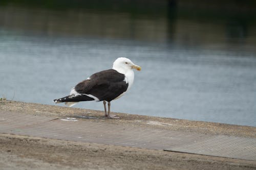 White and Black Bird on Gray Concrete Floor Near Body of Water