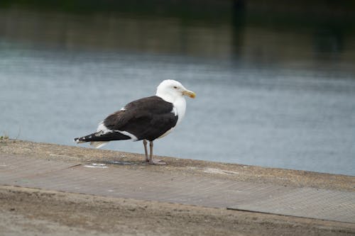 Kostnadsfri bild av djurfotografi, fågel, fiskmås