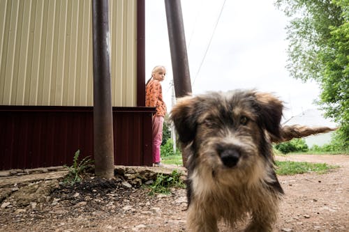 A Brown and Black Dog on Dirt Road