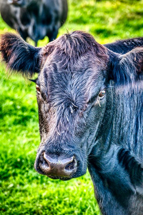 Black Cow in Close Up Photography