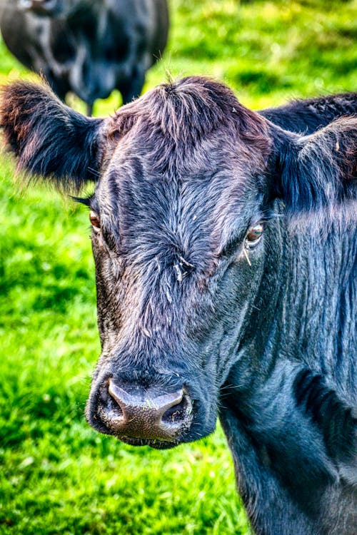 Foto d'estoc gratuïta de animal de granja, bestiar boví, cap d'animal