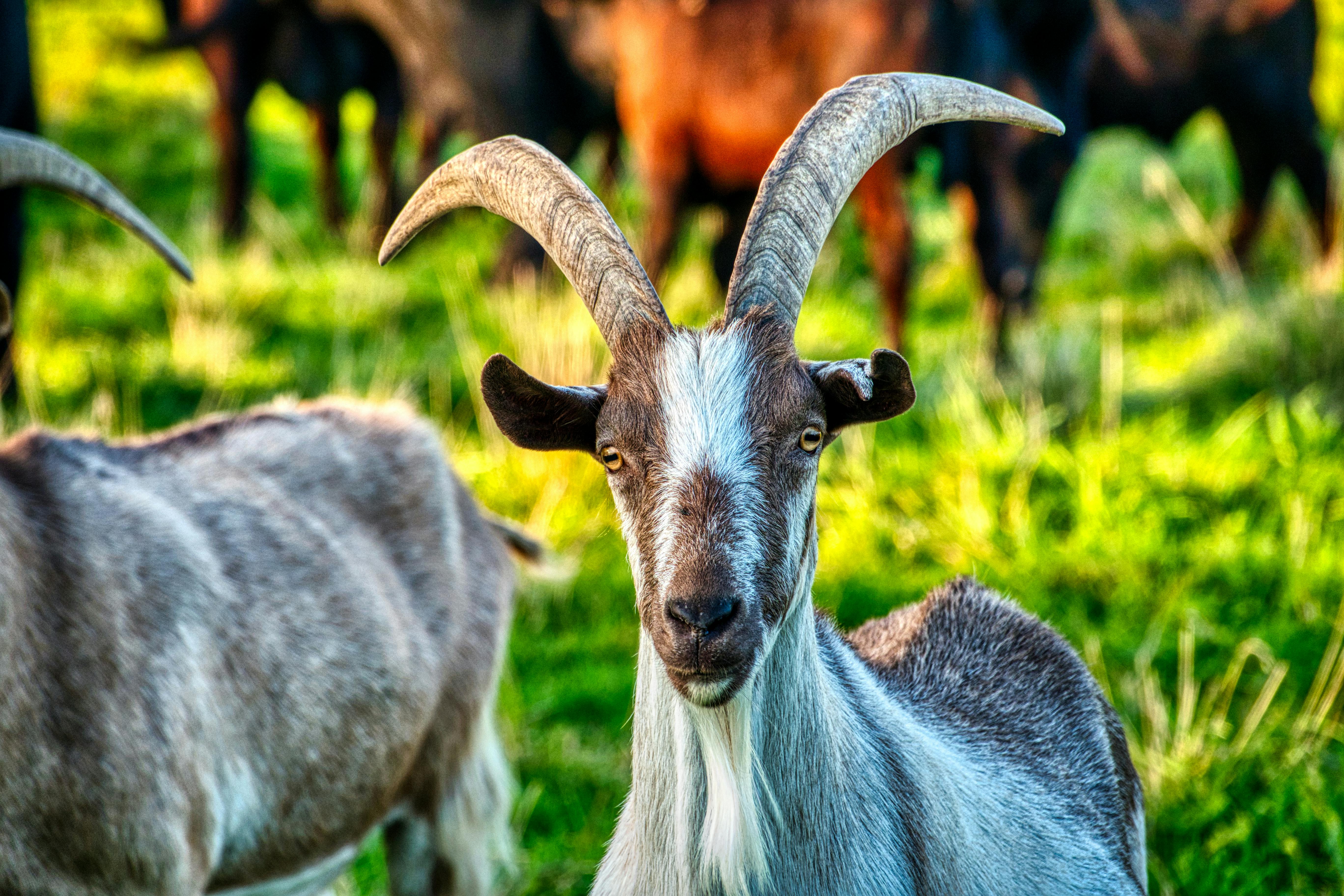 grátis Foto profissional grátis de agricultura, agronomia, América do Norte Foto profissional