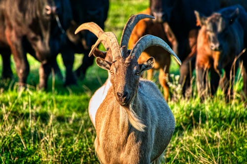 Brown Goat on Green Grass