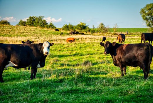 Black and white cows peacefully grazing on a sunny day in a lush green pasture, Minnesota, USA.