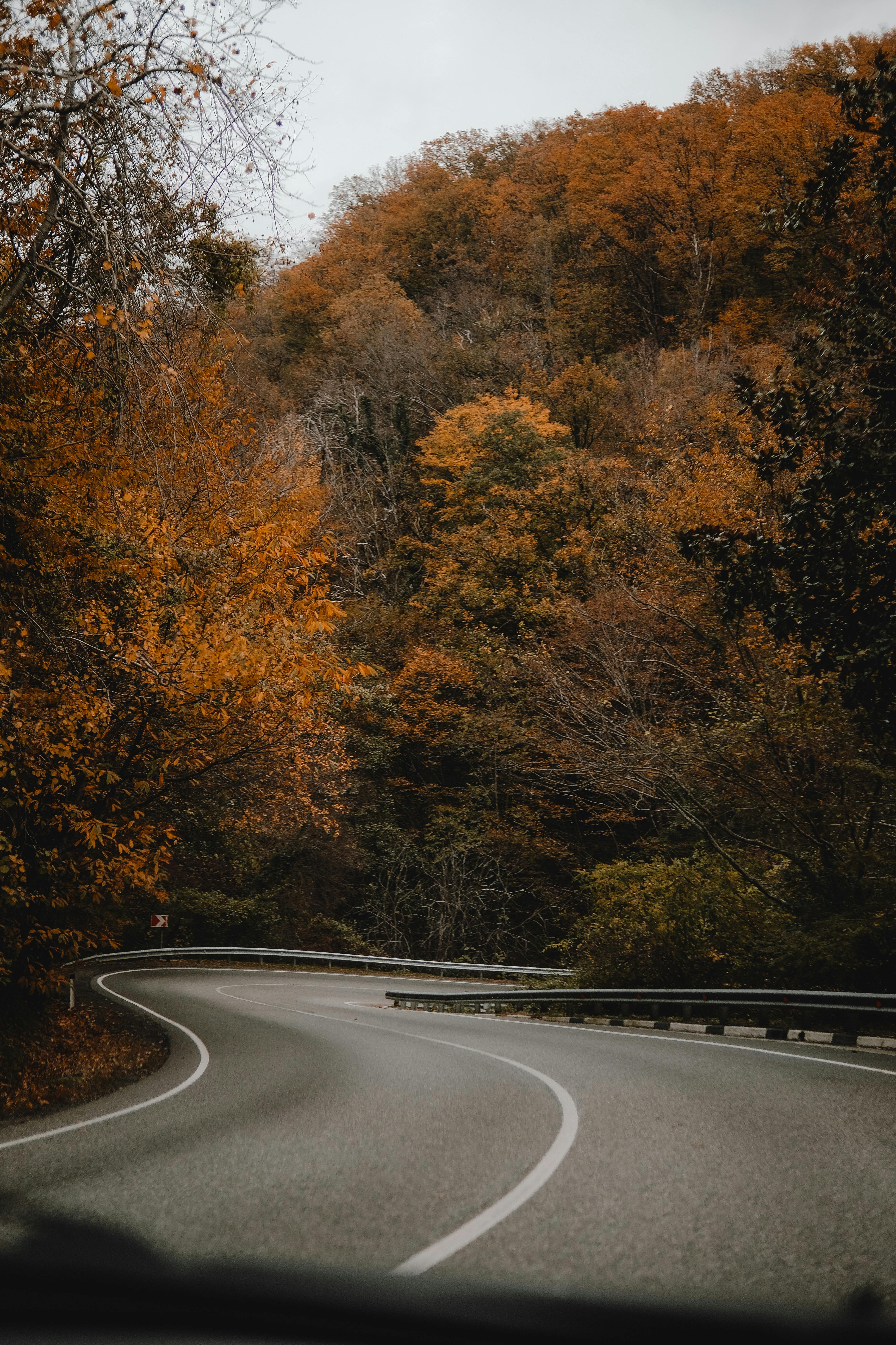 Winding road through colorful autumn forest, showcasing nature's seasonal beauty.