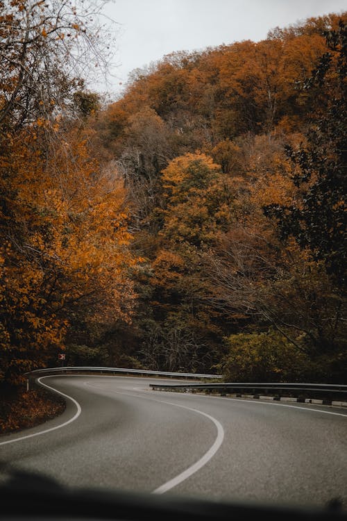 Free Winding Asphalt Road in Between Brown and Green Trees Stock Photo