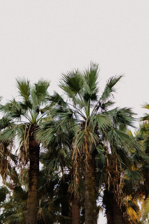 Free Lush palm trees reaching towards a clear sky, evoking a tropical atmosphere. Stock Photo
