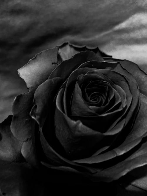 Základová fotografie zdarma na téma černá růže, černobílý, detail