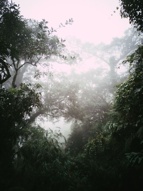Free A mystical view of a misty forest canopy at dawn, enveloped in fog and lush greenery. Stock Photo