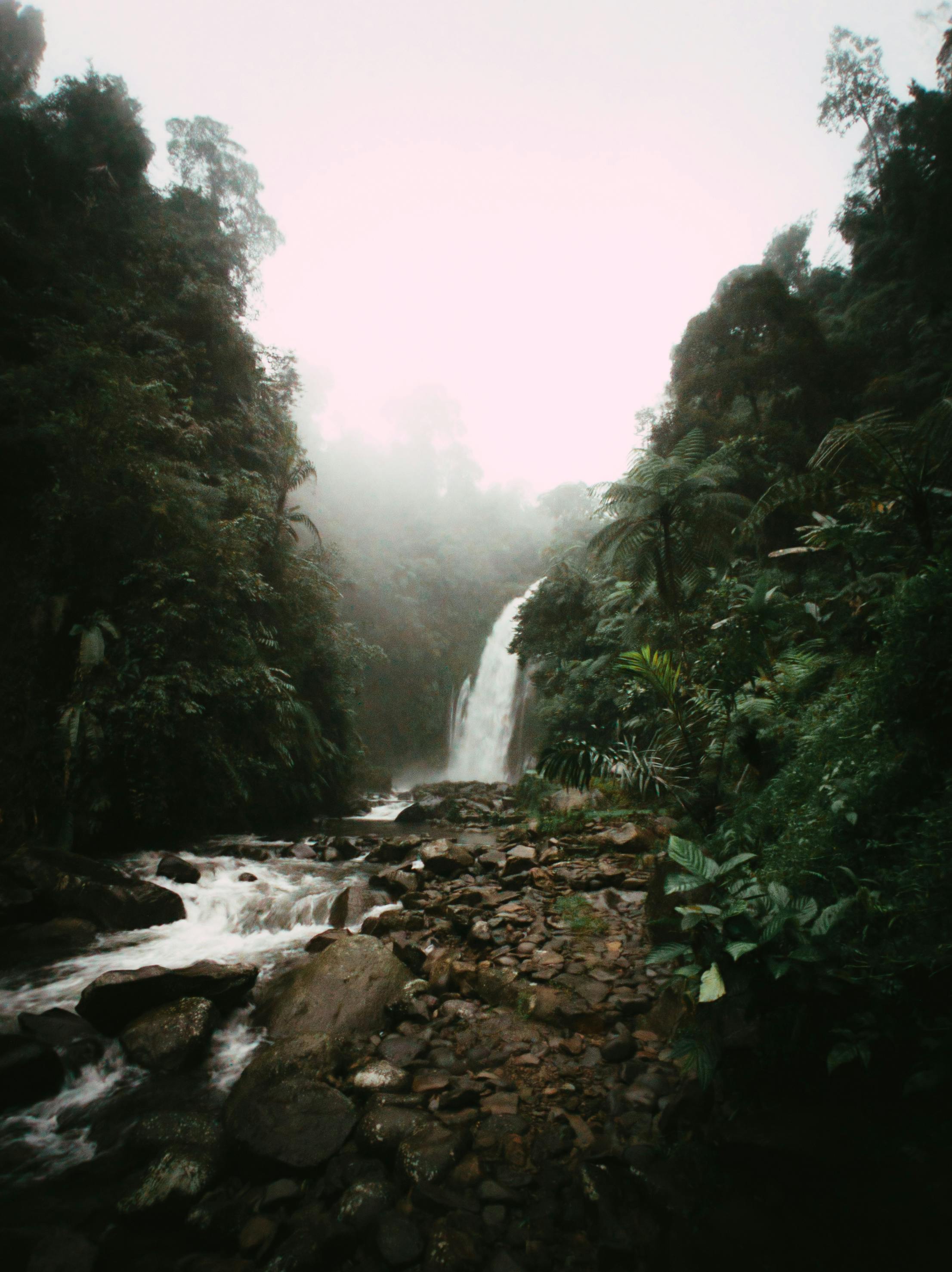 Misty Forest With Rock Photos, Download The BEST Free Misty Forest With ...