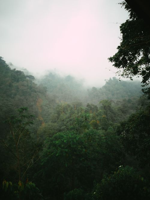 Free Atmospheric view of a misty forest with dense green vegetation and a white sky. Stock Photo