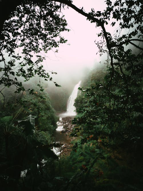 亚马逊热带雨林, 分公司, 垂直拍摄 的 免费素材图片