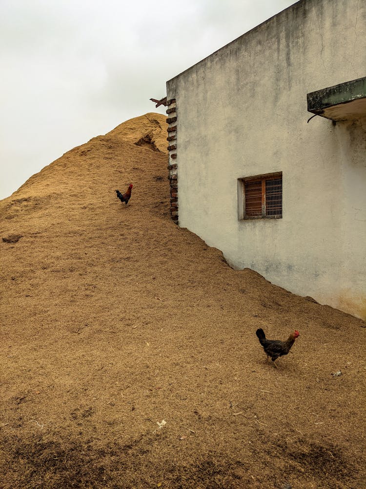 Chickens Walking Up Dirt Hill