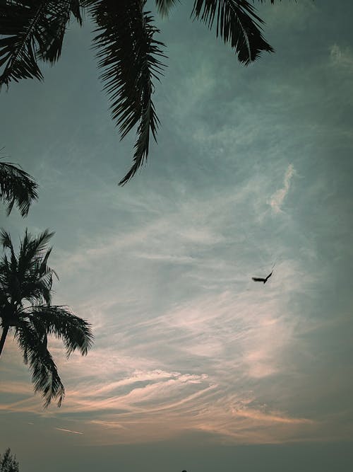 Silhouette of a Bird Flying Over Palm Tree 