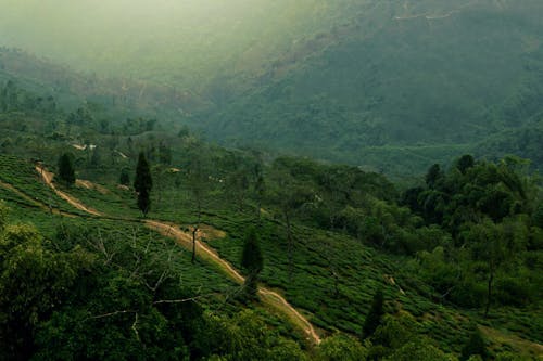 Veduta Aerea Di Verdi Colline Con Sentieri