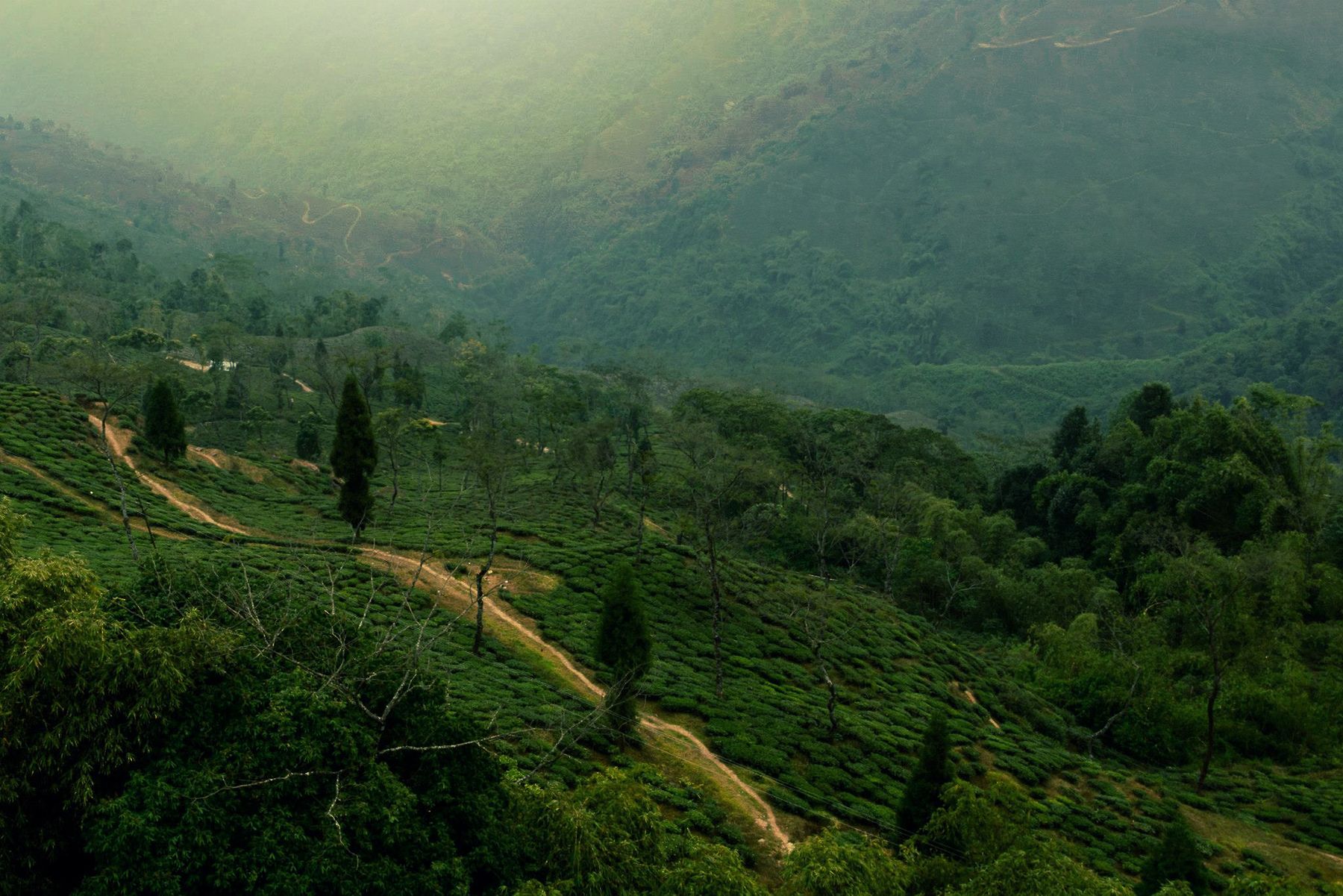 Tea bushes on a steep slope with the Himalaya behind Darjeeling