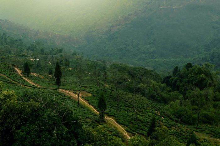 Darjeeling
