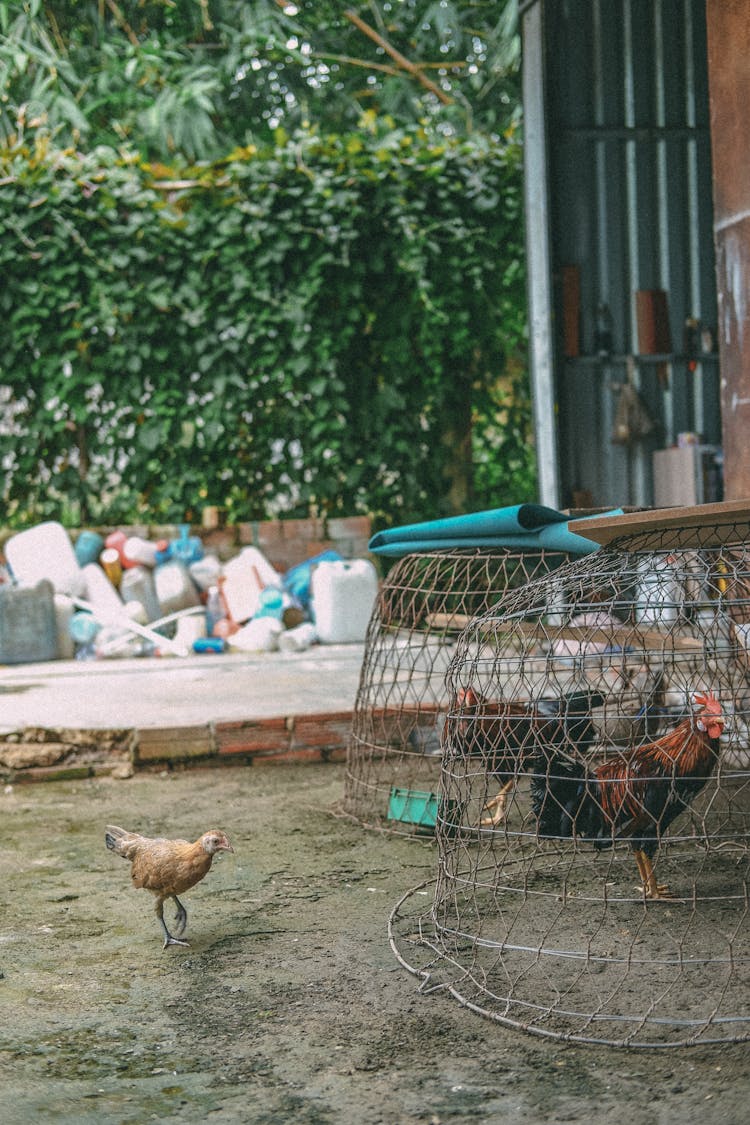 Chickens In Coop Sitting In Iron Cages