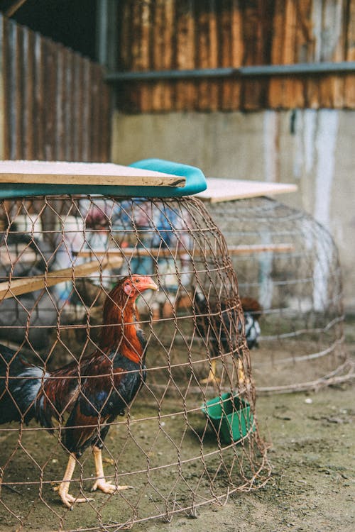 Hen inside a Chain-link Fence Cage 