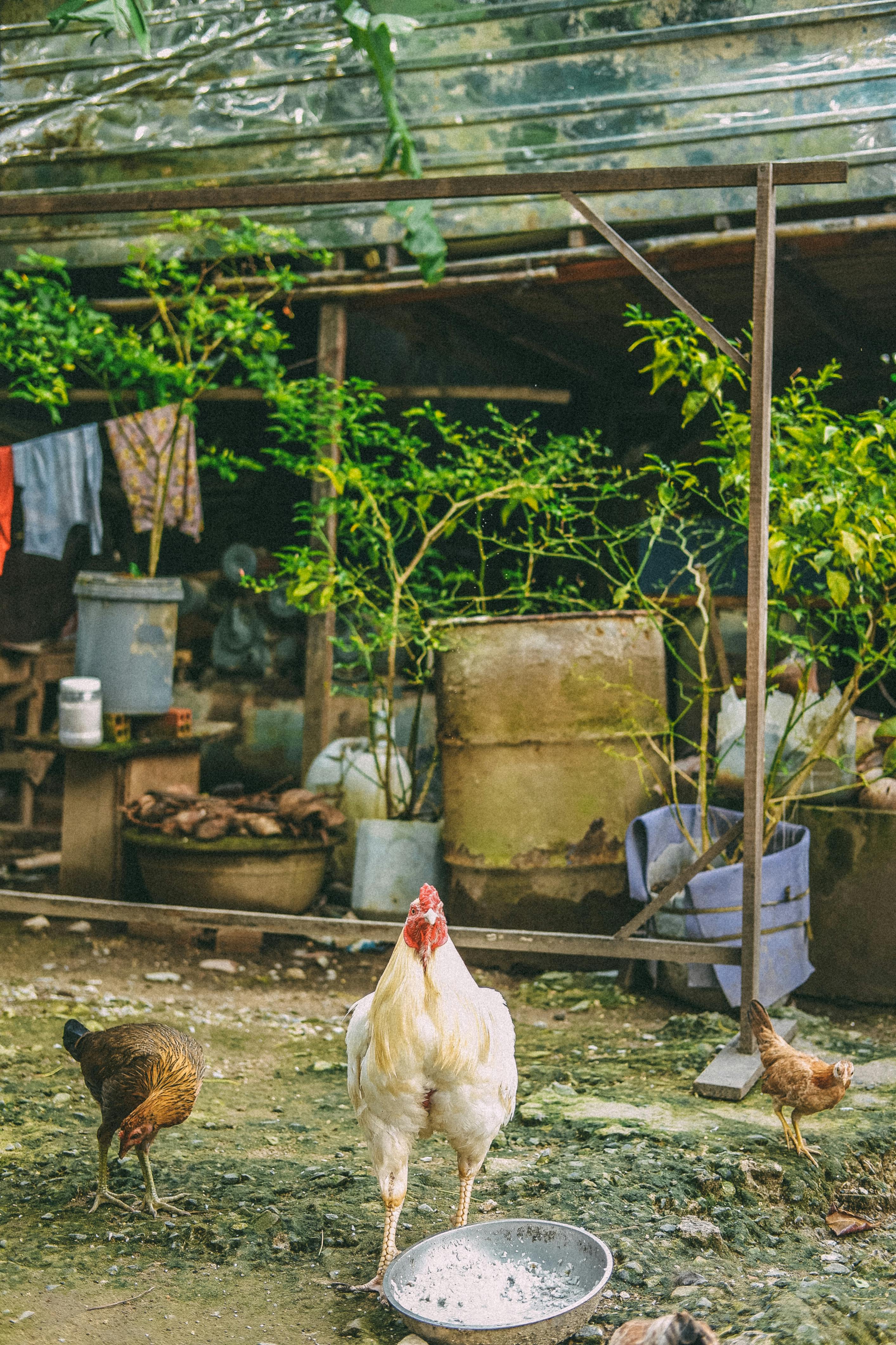 Hen with Chickens in Messy Country Yard · Free Stock Photo