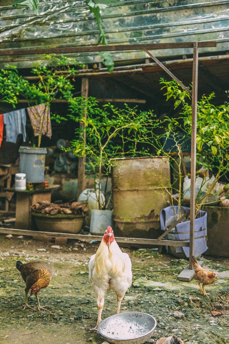 Hen With Chickens In Messy Country Yard