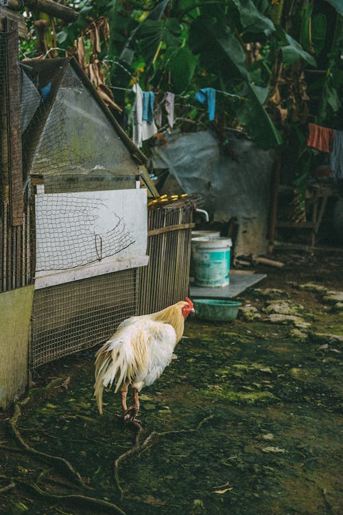 Free White Rooster beside a Hencoop Stock Photo