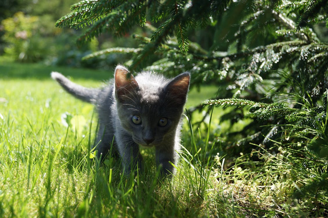 Short-fur Gray Kitten