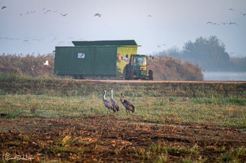 คลังภาพถ่ายฟรี ของ brolga, famrland, การเกษตร