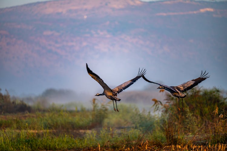 Cranes Flying Low Over The Land 