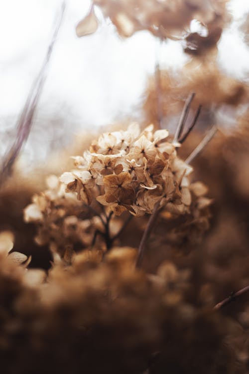 Closeup of Dry Hydrangea Flower