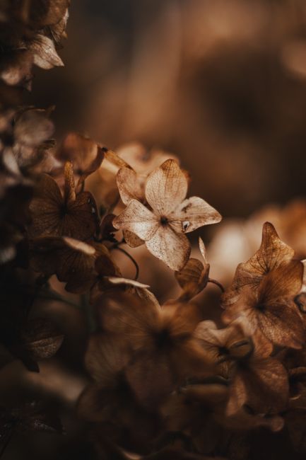 Detailed view of dried autumn leaves with earthy, warm tones capturing nature's beauty.