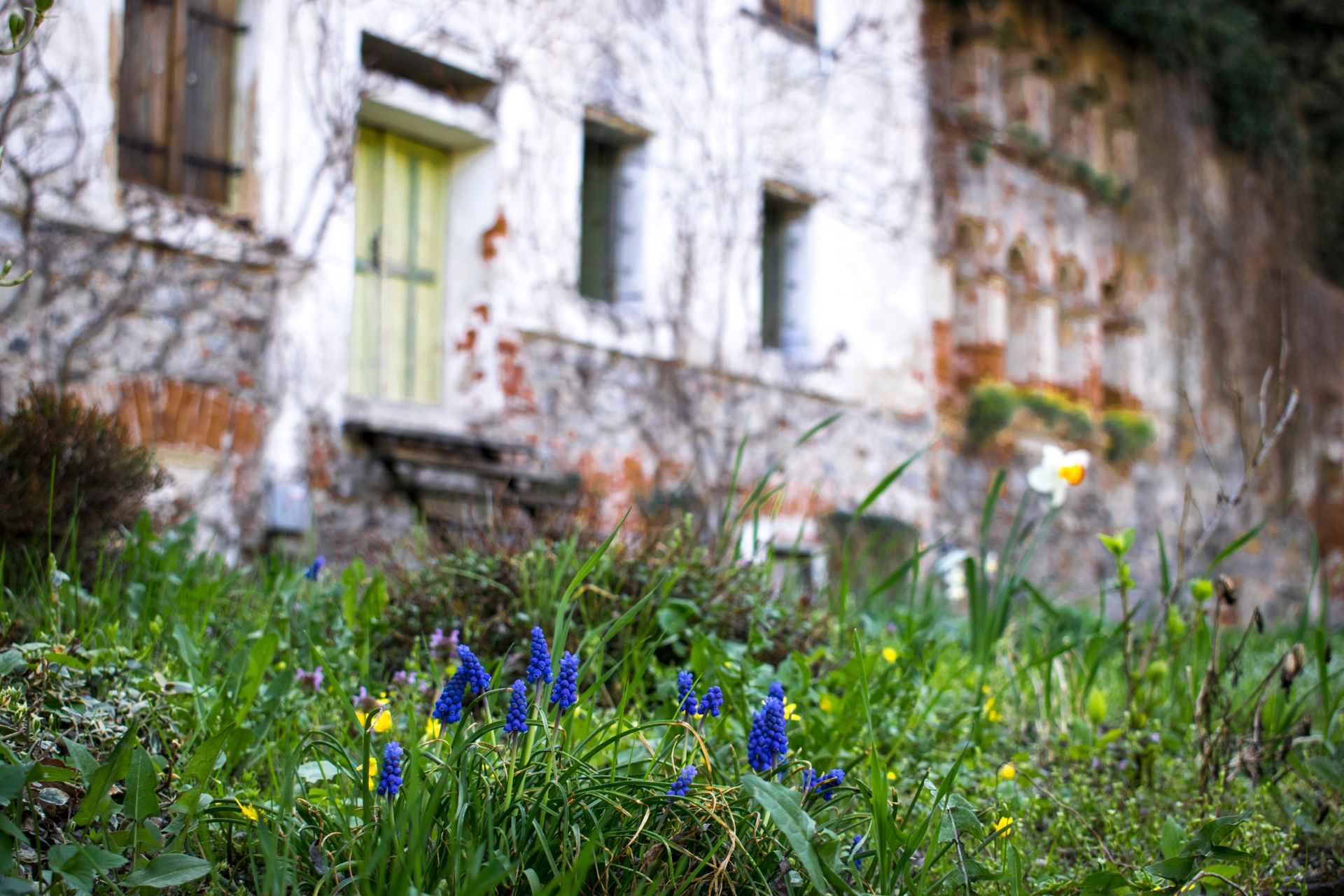 Rustic cottage with lush spring garden and vibrant flowers, creating a picturesque scene.