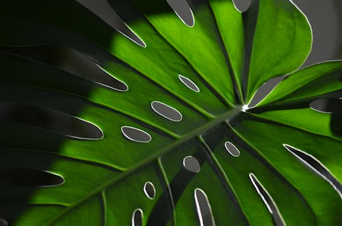 モンステラ・デリシオサ, 穴, 緑色の葉の無料の写真素材